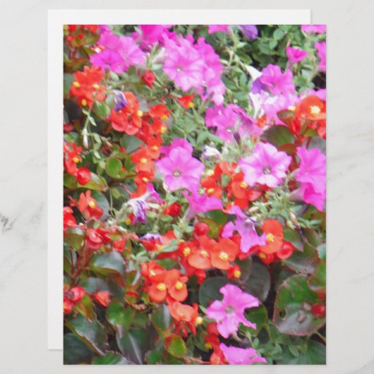 Pink petunia and red geraniums (Front/Back)