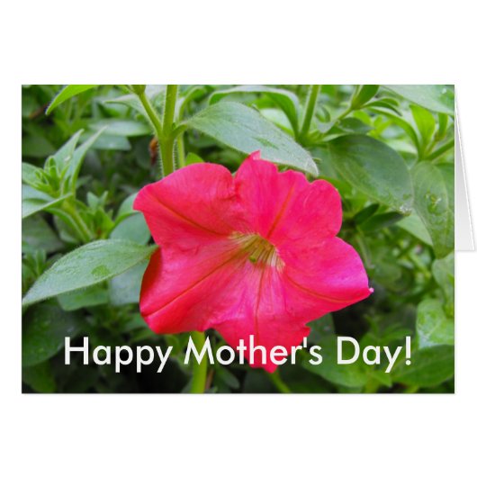 Pink Petunia Flower Cards (Front Horizontal)