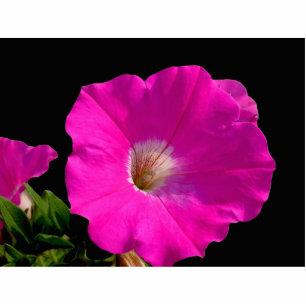 pink petunia flower cutout