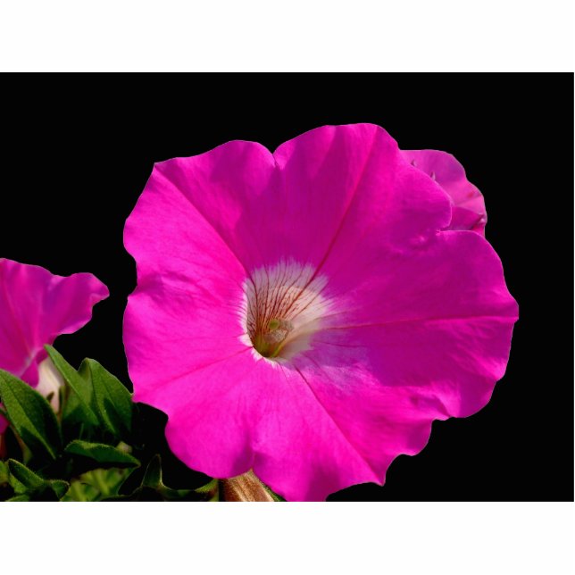 pink petunia flower cutout (Front)