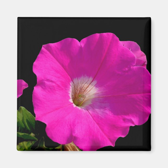 pink petunia flower magnet (Front)