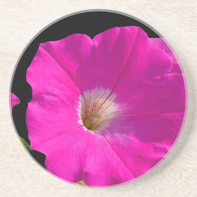 pink petunia flower sandstone coaster (Front)