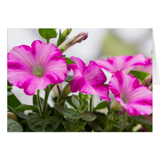 Pink Petunia Passion Cards (Front Horizontal)