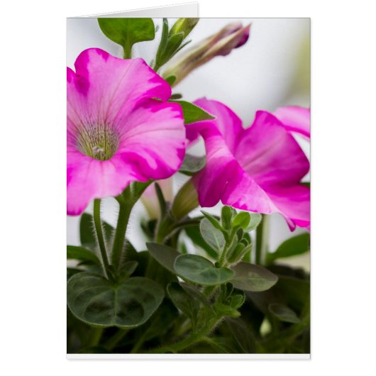 Pink Petunia Passion Cards (Front)
