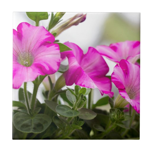 Pink Petunia Passion Tile (Front)