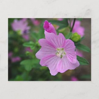 Pink Petunia Postcard