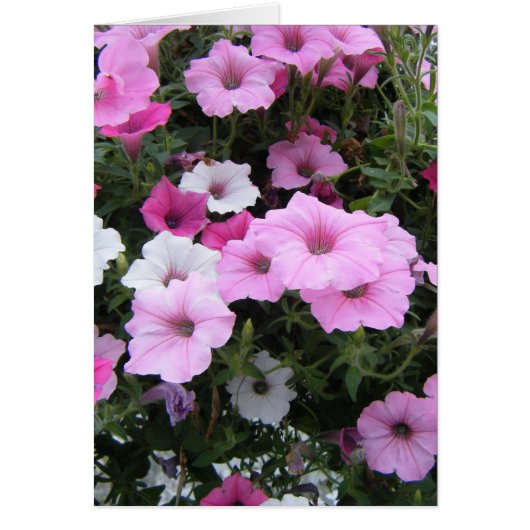 "Pink Petunias" Cards (Front)
