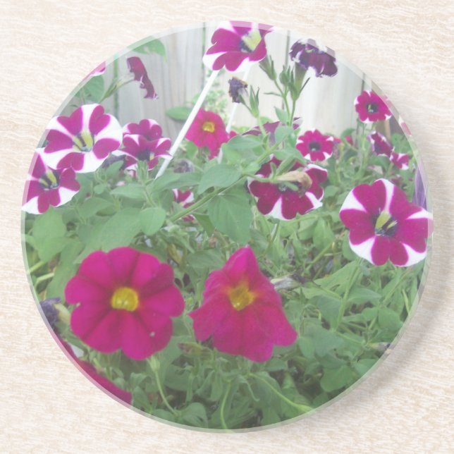 Pink Petunias Drink Coaster (Front)