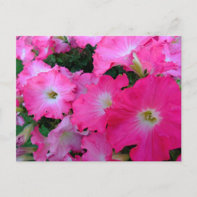 Pink petunias postcard (Front)