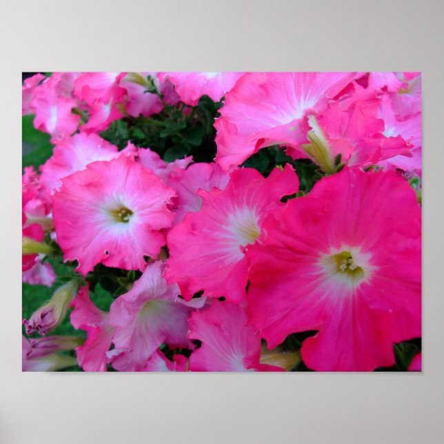 Pink petunias poster (Front)