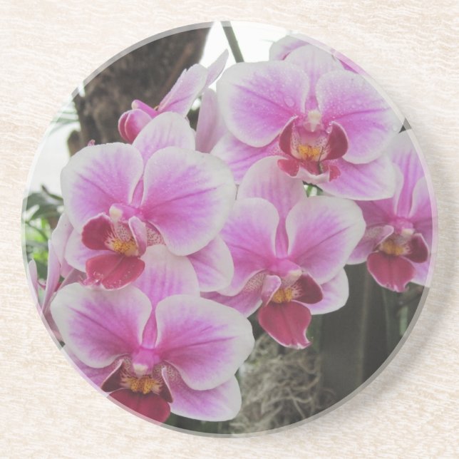 Pink Phalaenopsis Orchids Coaster (Front)