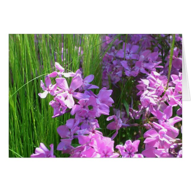 Pink Phlox and Grass Summer Floral Cards (Front Horizontal)
