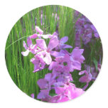Pink Phlox and Grass Summer Floral Classic Round Sticker