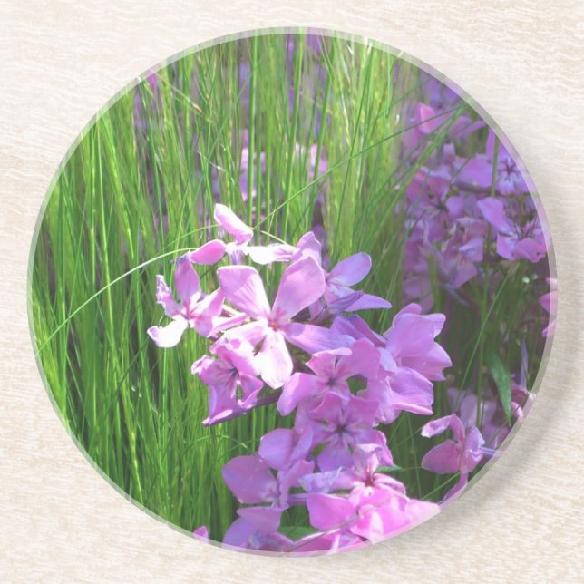 Pink Phlox and Grass Summer Floral Drink Coaster (Front)