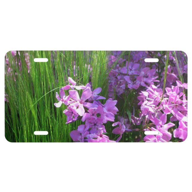 Pink Phlox and Grass Summer Floral License Plate (Front)