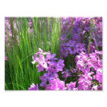 Pink Phlox and Grass Summer Floral Photo Print