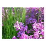 Pink Phlox and Grass Summer Floral Photo Print