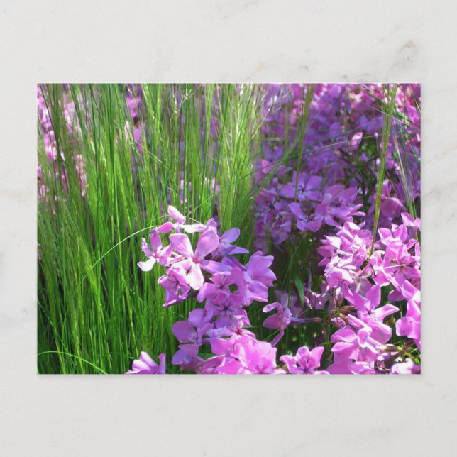 Pink Phlox and Grass Summer Floral Postcard (Front)