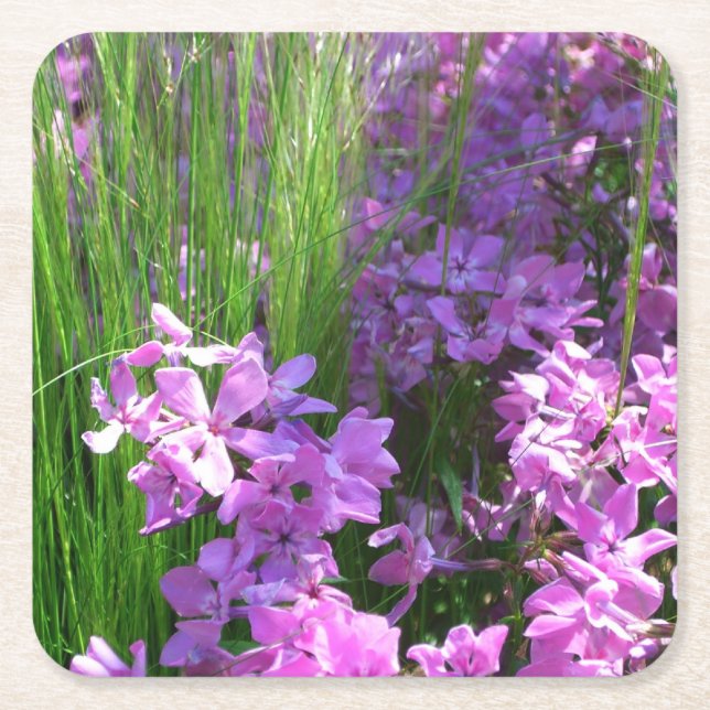 Pink Phlox and Grass Summer Floral Square Paper Coaster (Front)