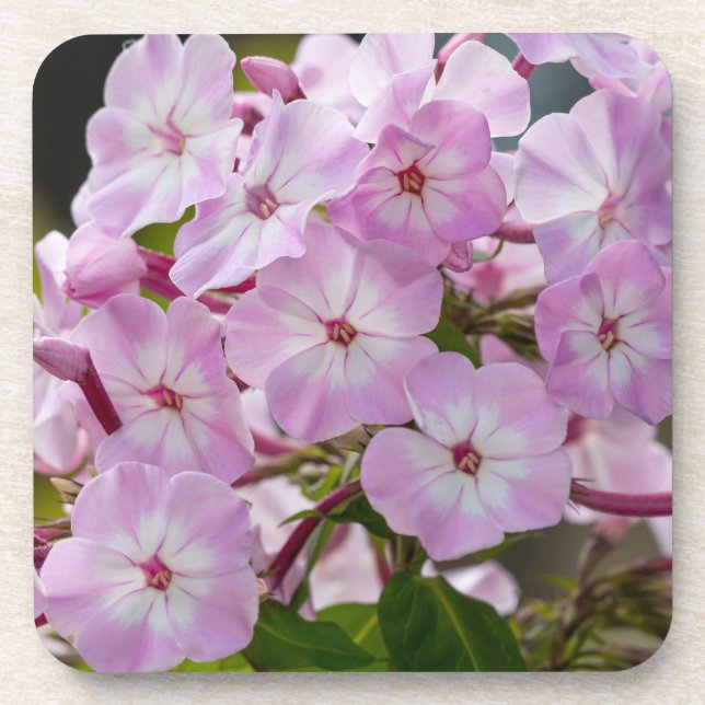 Pink Phlox Beverage Coaster (Front)