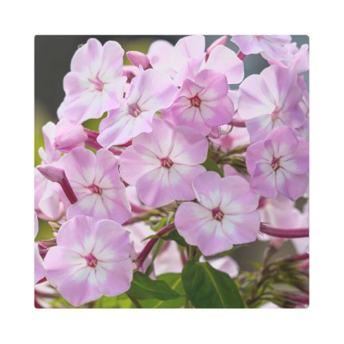 Pink Phlox Metal Print