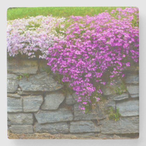 Pink Phlox Stone Coaster