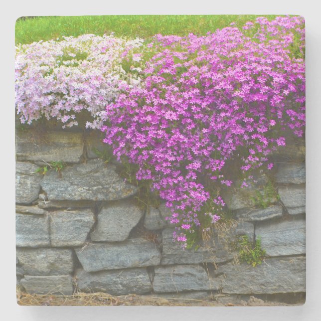 Pink Phlox Stone Coaster (Front)