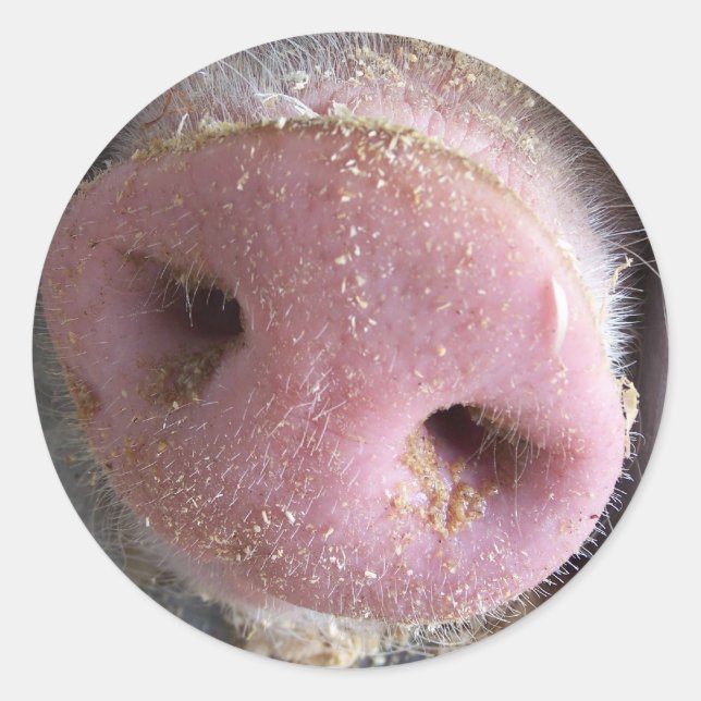 Pink Pig nose close up photograph Classic Round Sticker (Front)