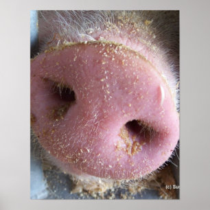Pink Pig nose close up photograph Poster