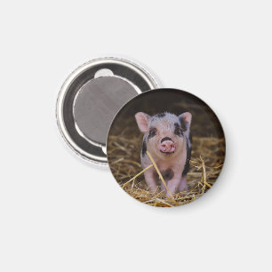 Pink Piglet with Black Spots in Straw Magnet