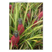 Pink Pineapple (Front)