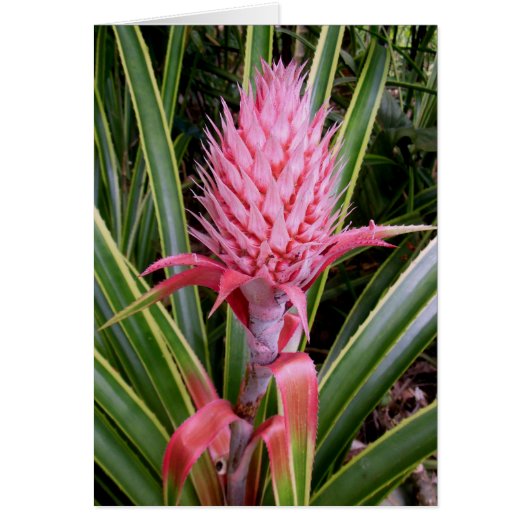 Pink Pineapple Cards (Front)