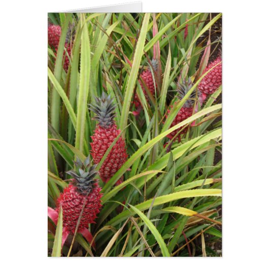 Pink Pineapple Cards (Front)