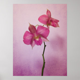Pink Pink Orchid Blossoms Poster Print