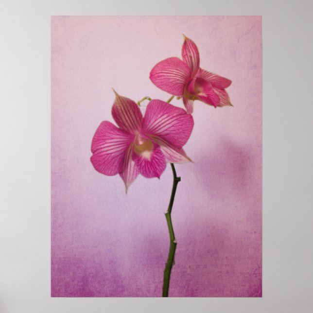 Pink Pink Orchid Blossoms Poster Print (Front)