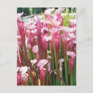 Pink Pitcher Plant ; Pink flowers Postcard