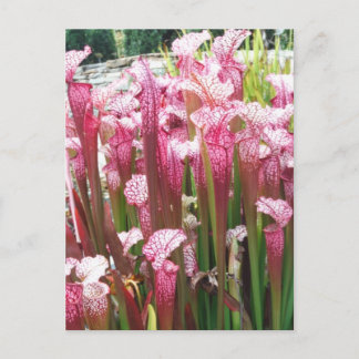 Pink Pitcher Plant ; Pink flowers Postcard