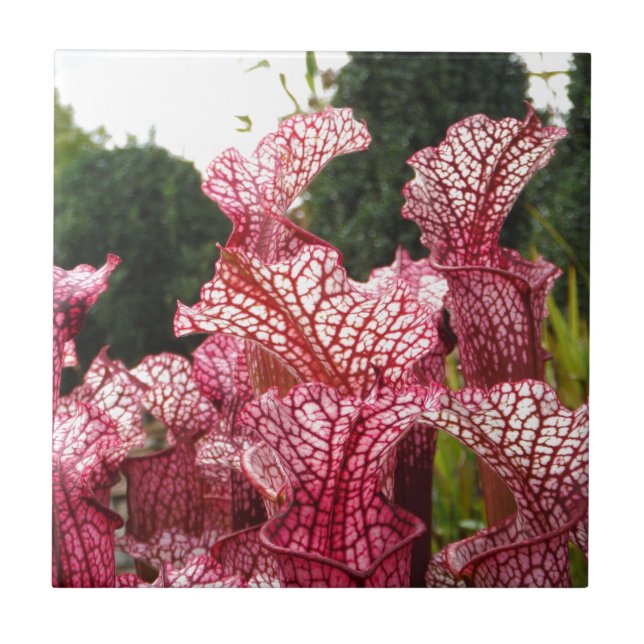 Pink Pitcher Plant Tile (Front)