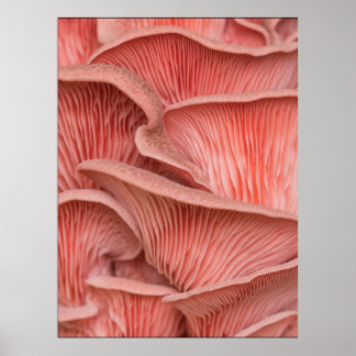 pink pleuroses poster