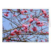 Pink Plum Blossom (Front Horizontal)