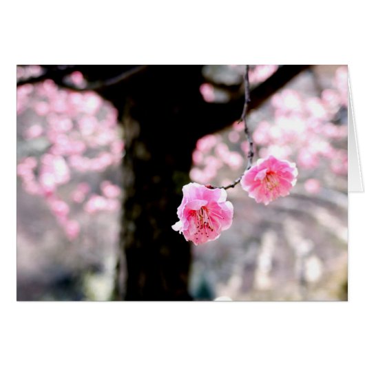 Pink Plum Blossom Cards (Front Horizontal)