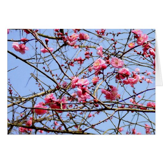 Pink Plum Blossom Cards (Front Horizontal)