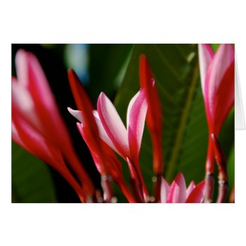 Pink Plumeria Card by pulsDesign at Zazzle