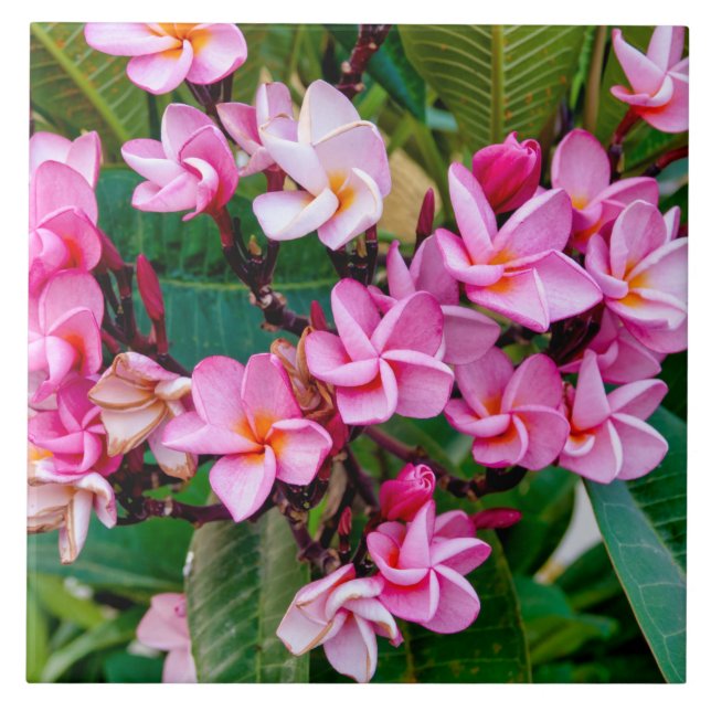 Pink Plumeria Ceramic Tile (Front)