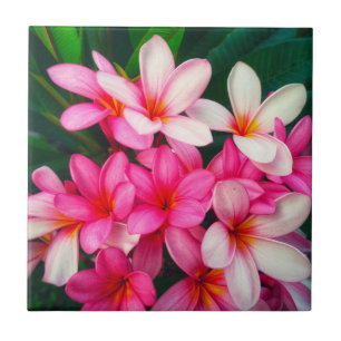 Pink Plumeria Flowers Hawaiian Nature Ceramic Tile