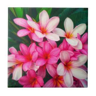 Pink Plumeria Flowers Hawaiian Nature Ceramic Tile