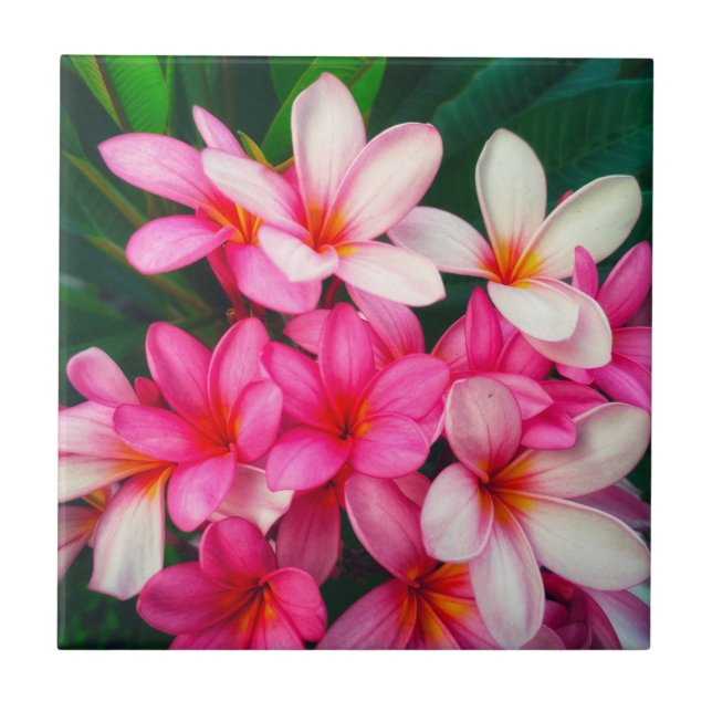 Pink Plumeria Flowers Hawaiian Nature Ceramic Tile (Front)