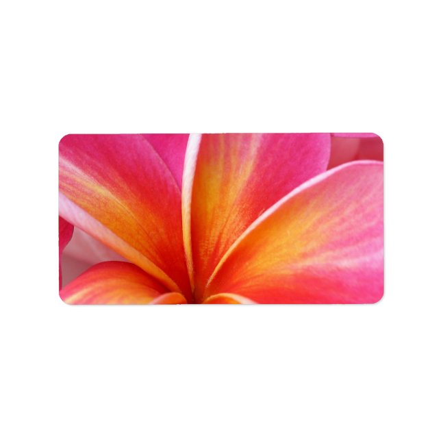Pink Plumeria Frangipani Hawaii Flower Hawaiian Label (Front)