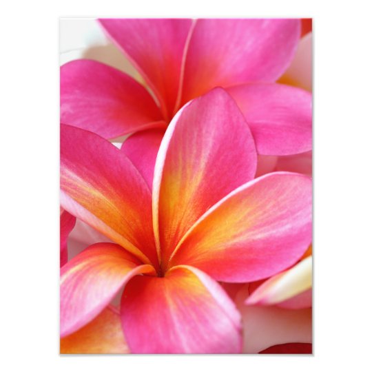 Pink Plumeria Frangipani Hawaii Flower Hawaiian Photo Print 