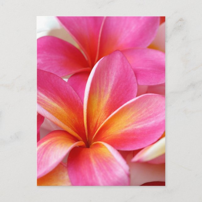 Pink Plumeria Frangipani Hawaii Flower Hawaiian Postcard (Front)